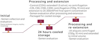 Comparing different sperm concentrations for optimizing cooled semen use in the dog